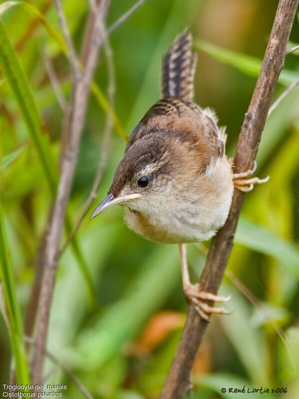 Marsh Wren