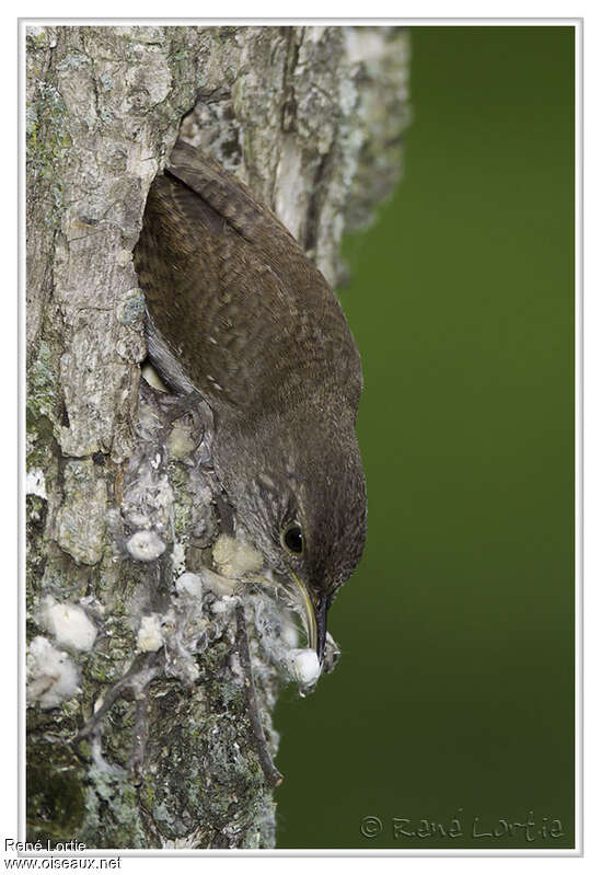 House Wrenadult, Reproduction-nesting, Behaviour