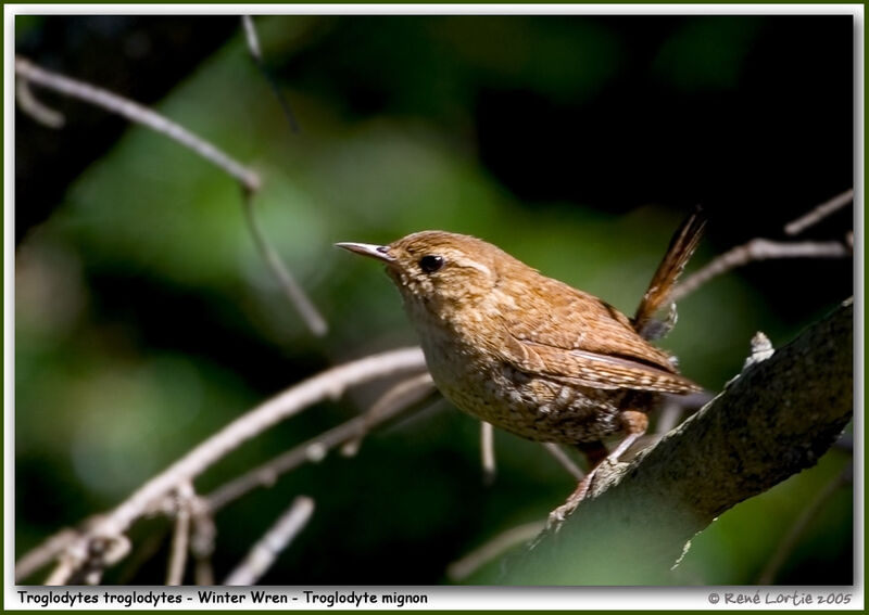 Eurasian Wren