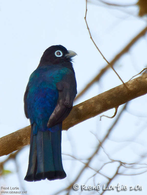 Trogon à tête noire mâle adulte, pigmentation