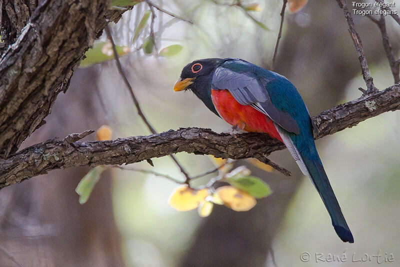 Elegant Trogon female adult, identification