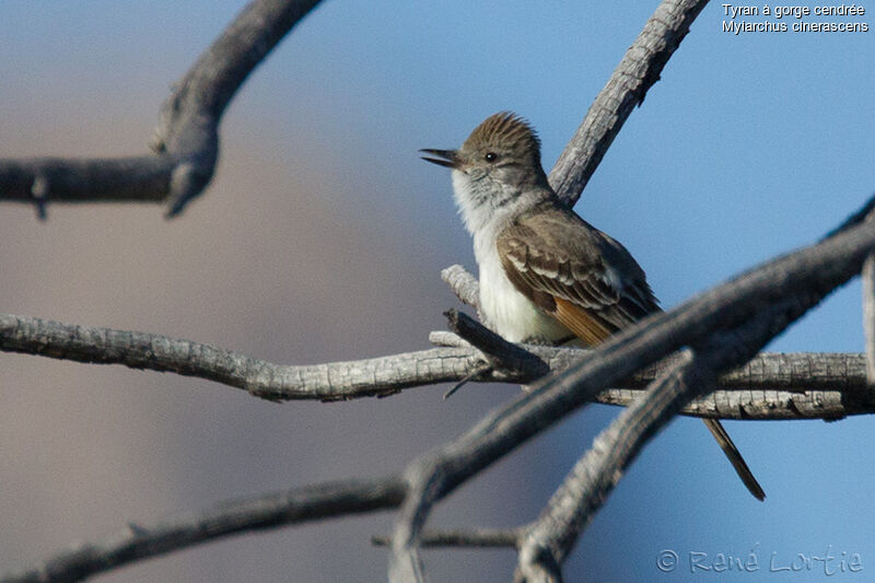 Ash-throated Flycatcher, identification