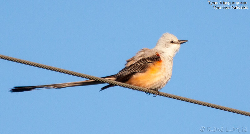 Scissor-tailed Flycatcher male adult, identification