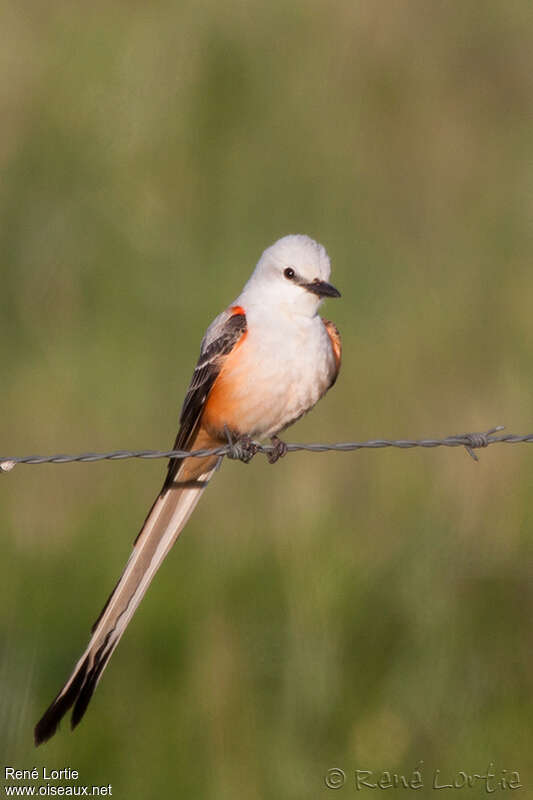 Scissor-tailed Flycatcher male adult, identification