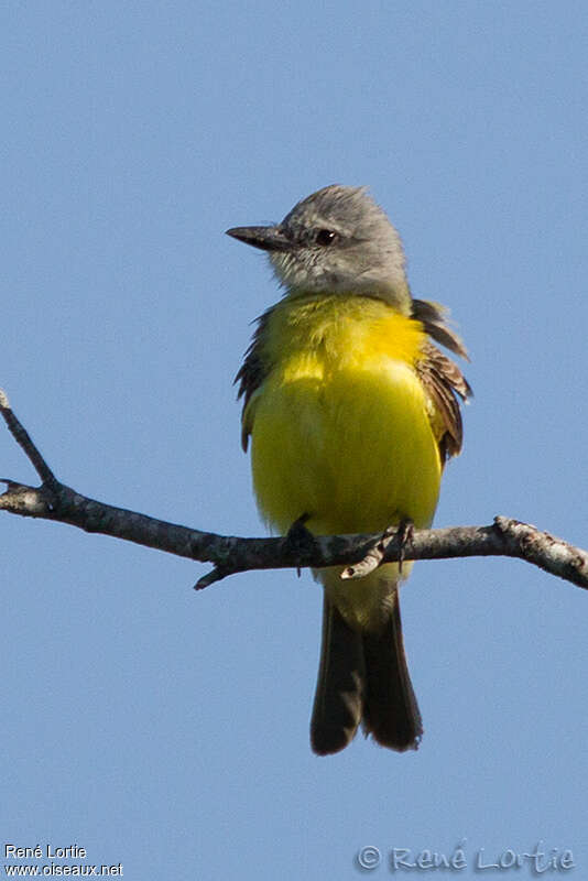 Couch's Kingbirdadult, identification