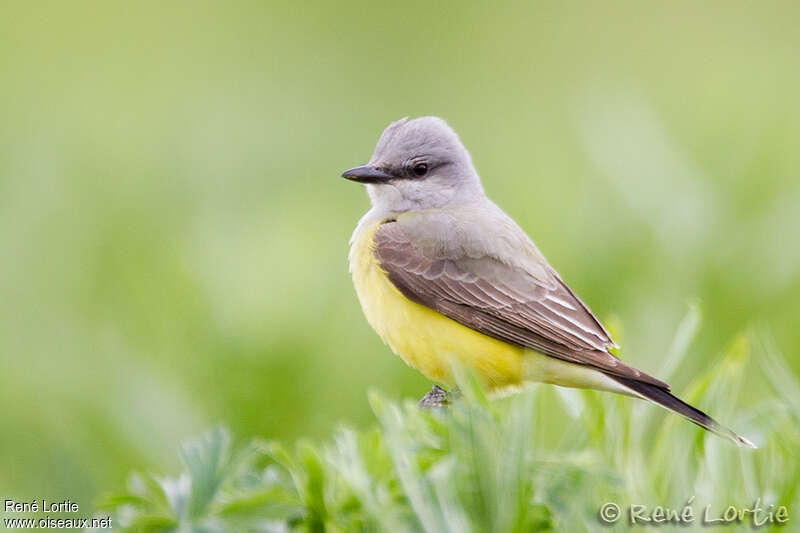 Western Kingbirdadult, identification