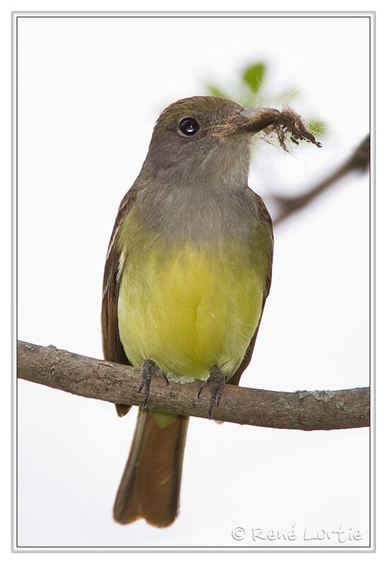 Great Crested Flycatcheradult, identification, Reproduction-nesting