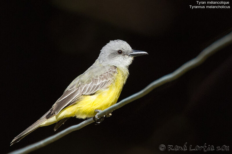 Tropical Kingbirdadult, identification