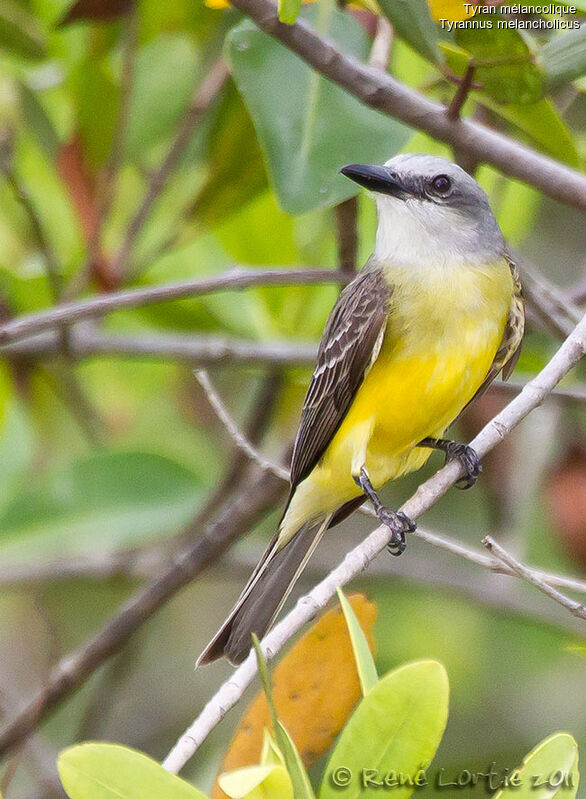 Tropical Kingbirdadult, identification