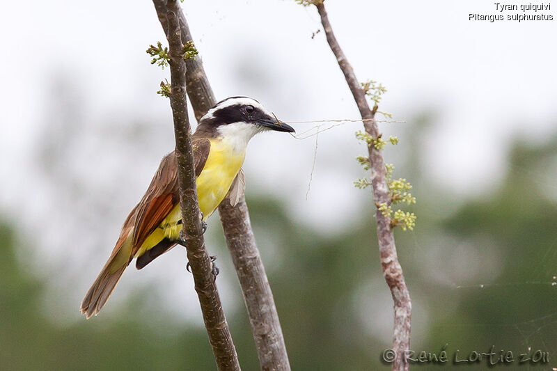 Great Kiskadeeadult, identification, Reproduction-nesting