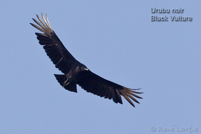 Black Vulture, Flight