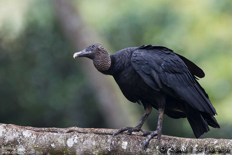 Black Vultureadult, identification