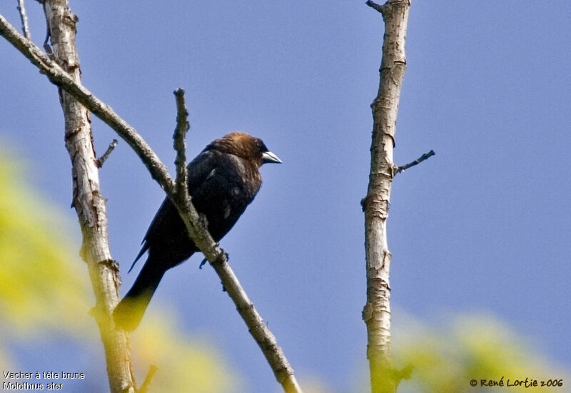 Brown-headed Cowbirdadult