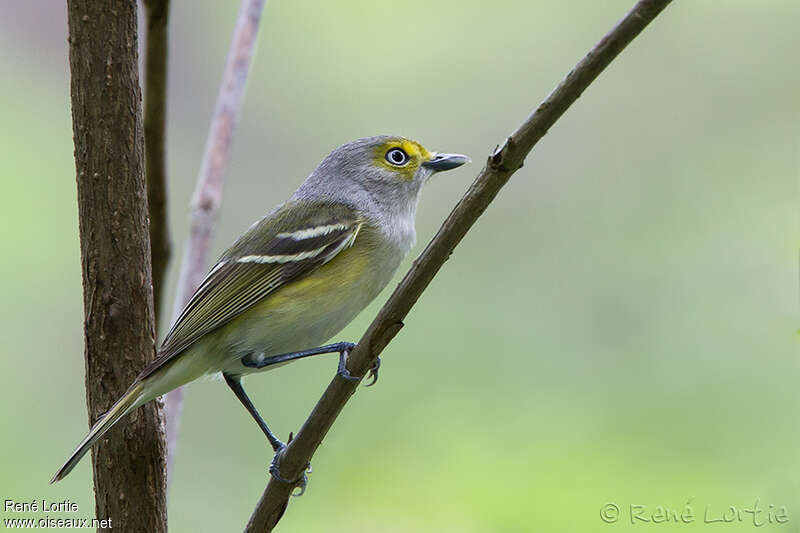 White-eyed Vireoadult, identification