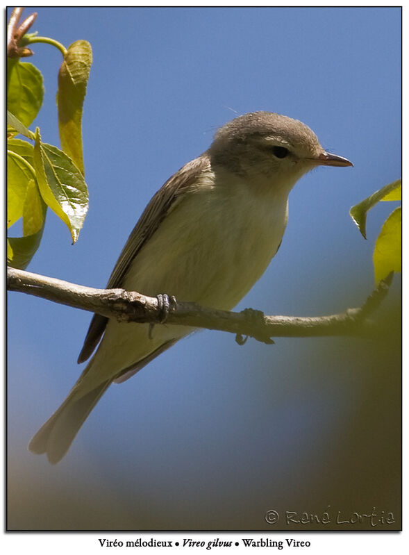 Warbling Vireoadult breeding