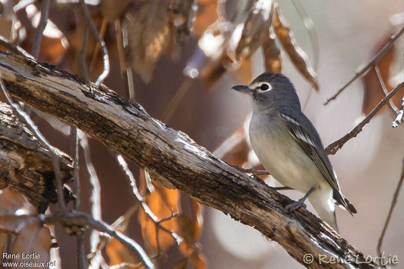 Viréo plombéadulte, identification