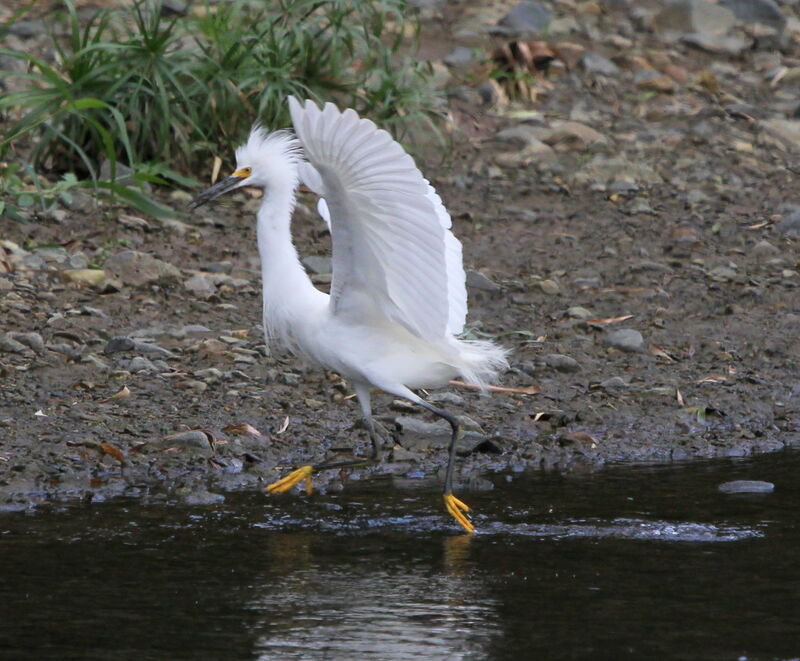 Aigrette neigeuse