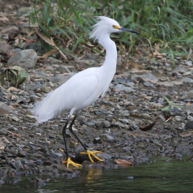 Aigrette neigeuse