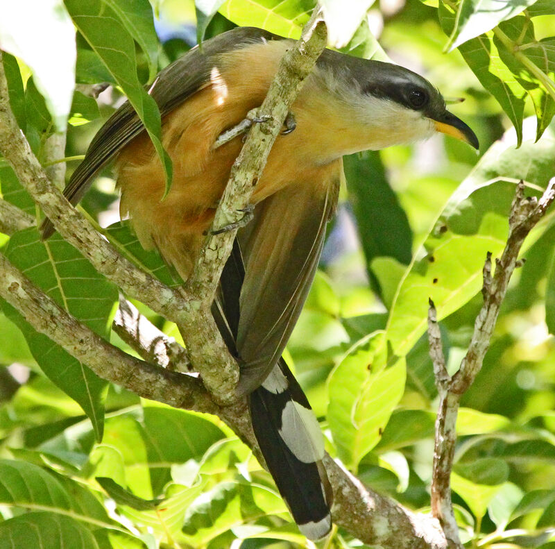 Mangrove Cuckoo