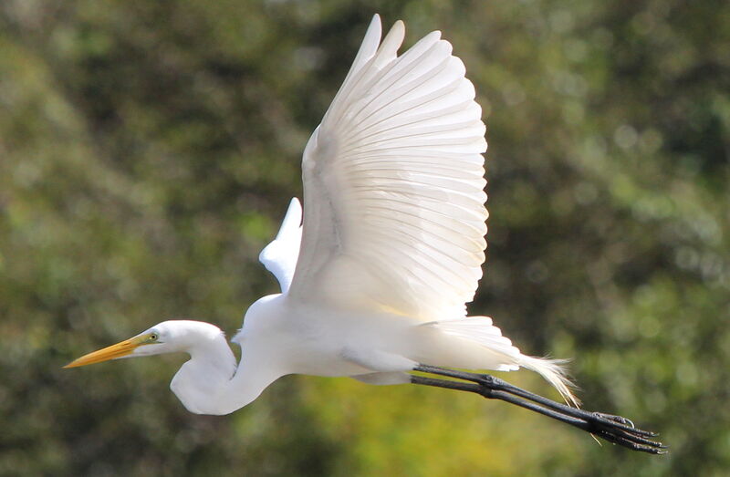 Great Egret