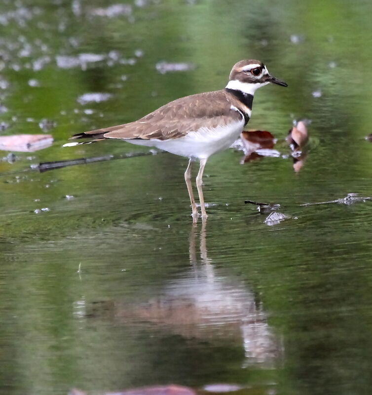 Killdeer