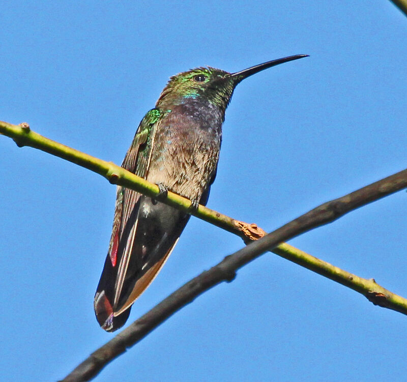 Puerto Rican Mango male adult