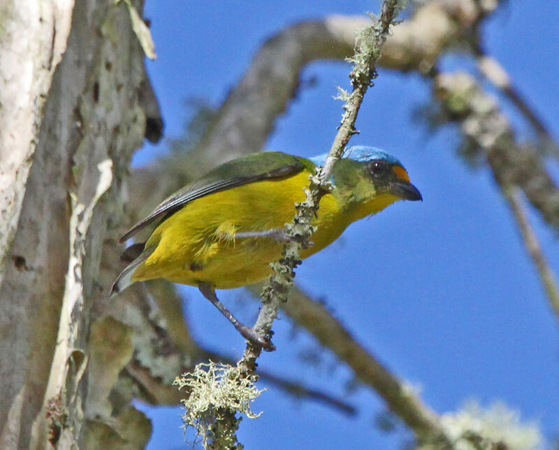 Puerto Rican Euphonia female adult