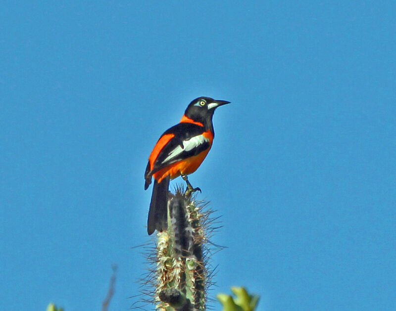 Oriole troupiale