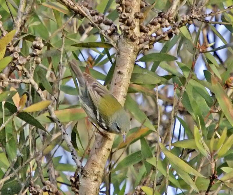 Paruline à collier