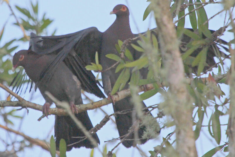 Scaly-naped Pigeon