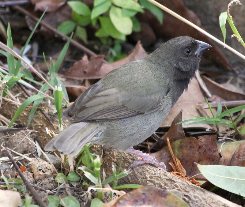 Black-faced Grassquit male adult