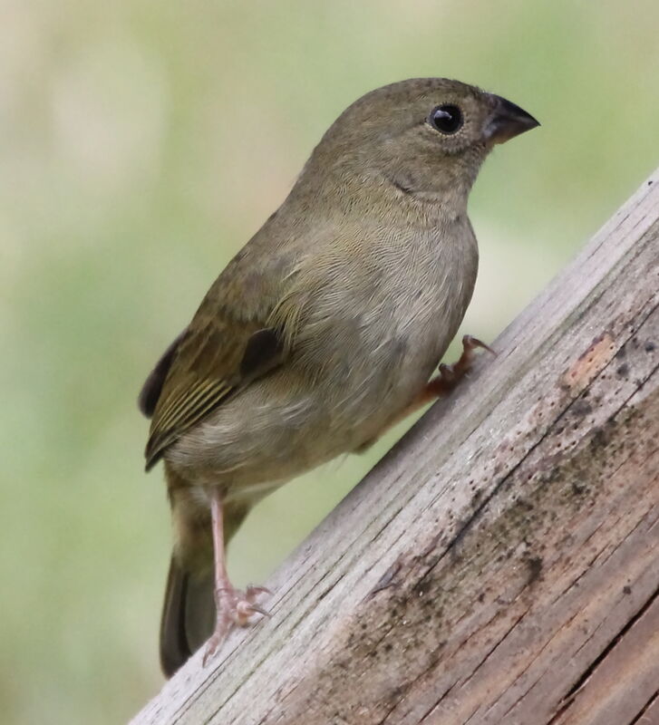 Black-faced Grassquit