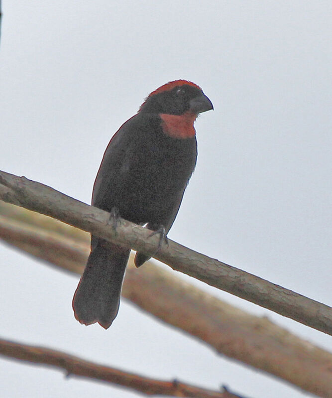 Puerto Rican Bullfinch