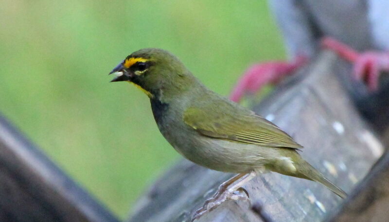 Yellow-faced Grassquit male adult