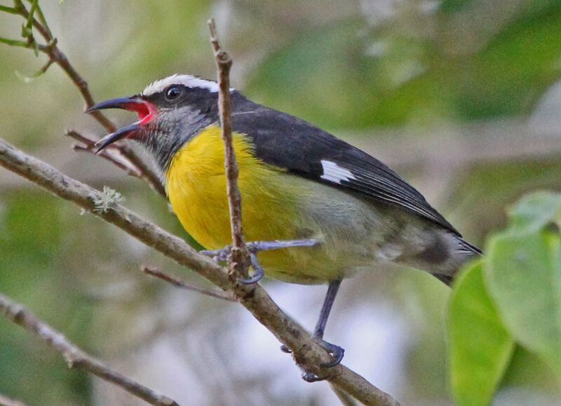 Sucrier à ventre jaune