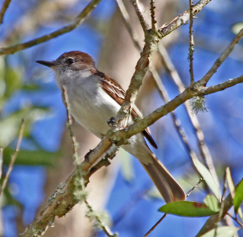 Tyran de Porto Rico