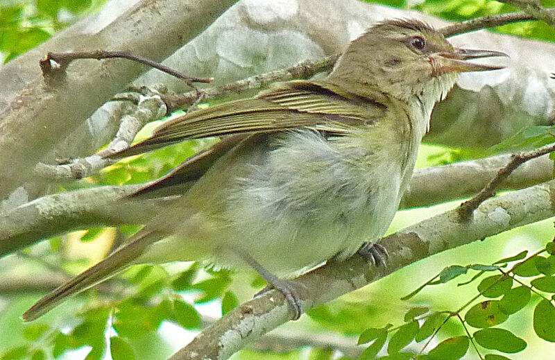 Black-whiskered Vireo