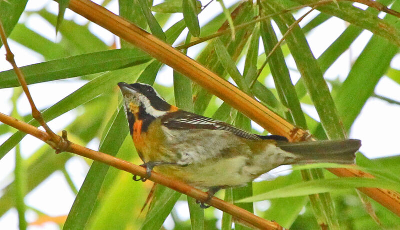 Puerto Rican Spindalis