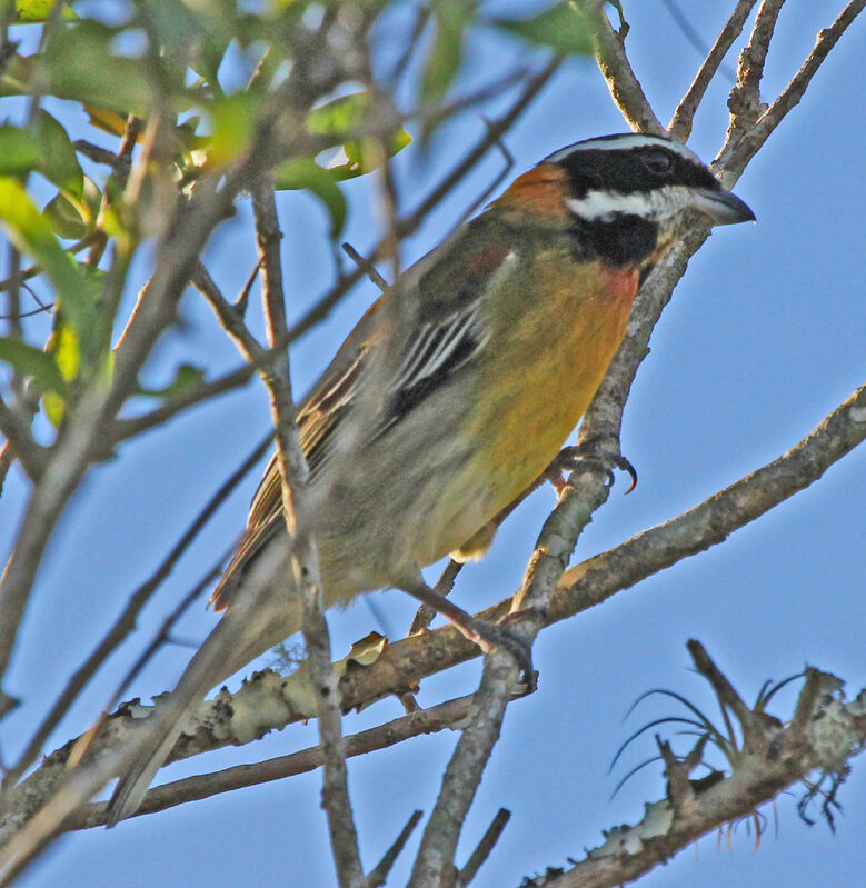 Puerto Rican Spindalis