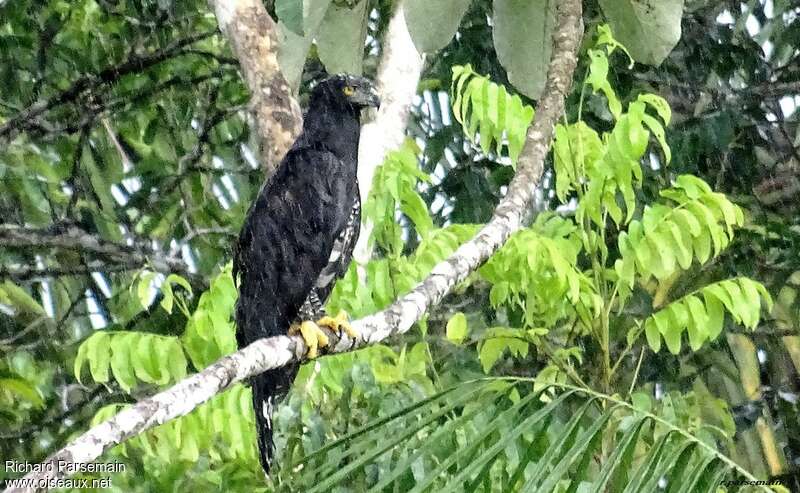 Black Hawk-Eagleadult, identification