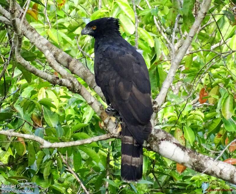 Black Hawk-Eagleadult, identification