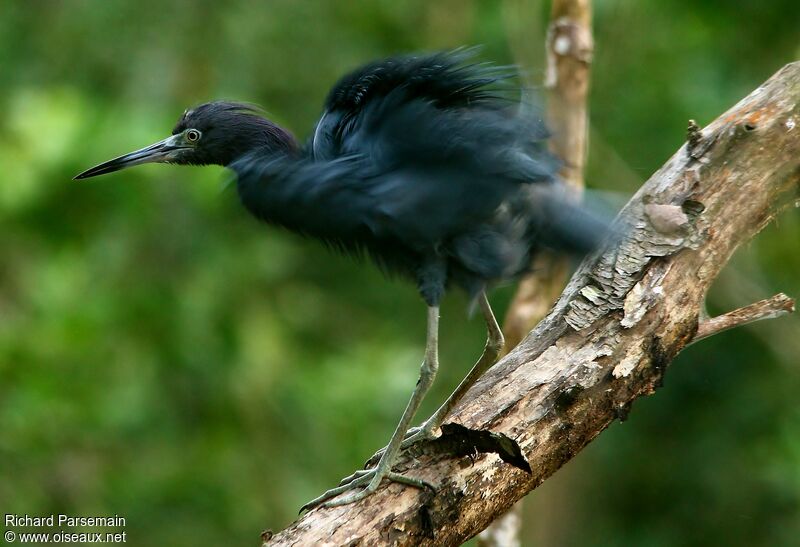 Little Blue Heronadult