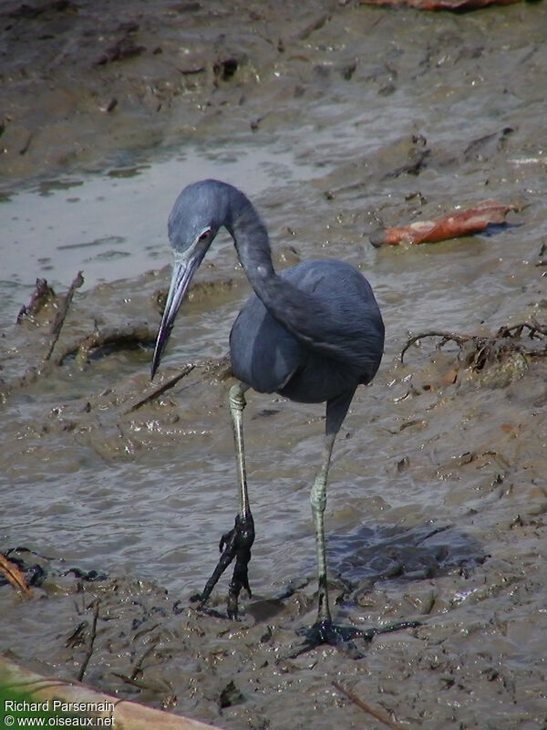 Little Blue Heronadult