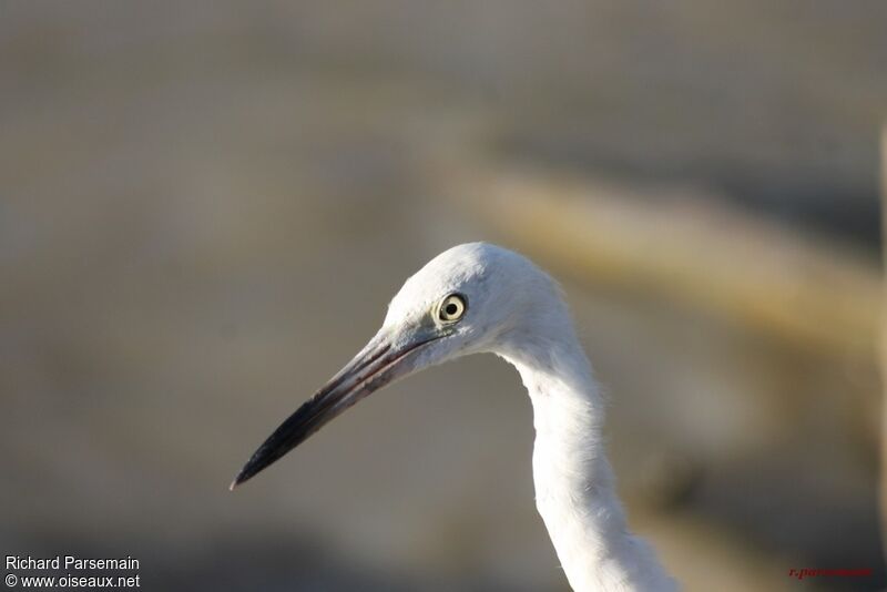 Little Egretadult