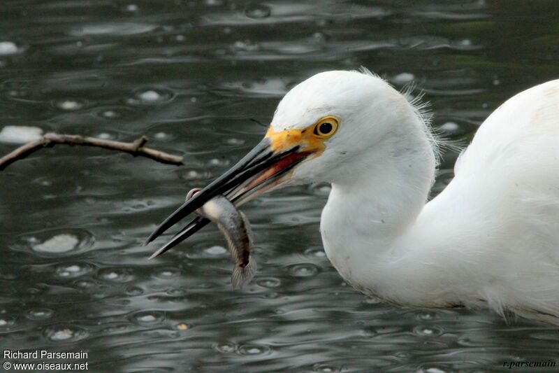 Aigrette neigeuseadulte