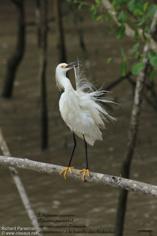 Snowy Egretadult