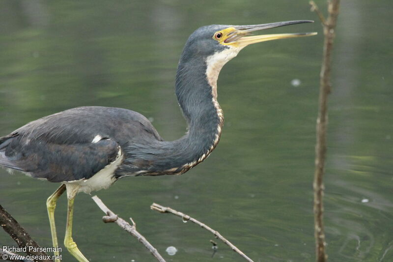 Tricolored Heronadult