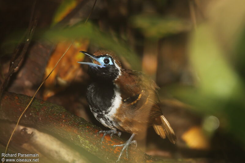 Ferruginous-backed Antbird male adult