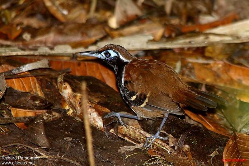 Ferruginous-backed Antbird male adult, identification