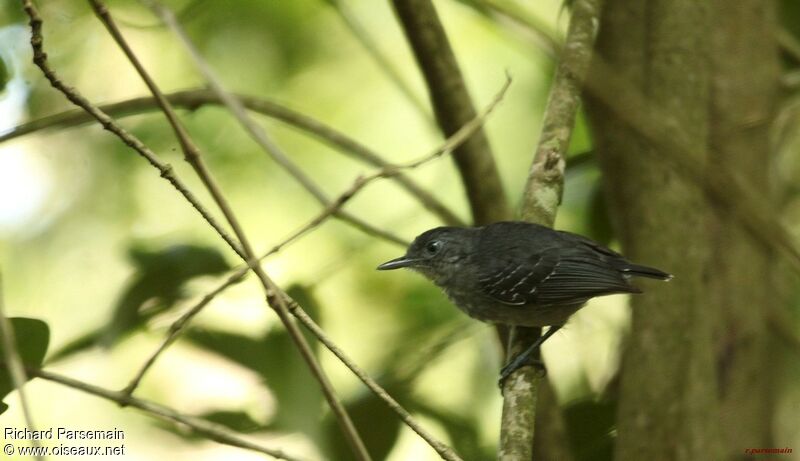 Black-chinned Antbird